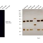Thermo Fisher Scientific F(ab`)2-Goat anti-Rabbit IgG (H+L) Secondary Antibody, Qdot 800