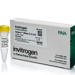 Thermo Fisher Scientific Ribonuclease H, from E. coli (cloned) 10 U/μL, 200 U