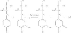 Merck TYROSINASE