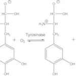 Merck TYROSINASE