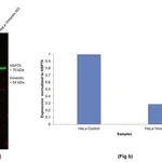 Thermo Fisher Scientific Donkey anti-Chicken IgY (H+L) Highly Cross Adsorbed Secondary Antibody, Alexa Fluor 594