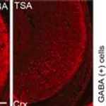 Merck RABBIT ANTI-GABA AFFINITY ISOLATED ANTI&