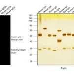 Thermo Fisher Scientific Donkey anti-Rabbit IgG (H+L) Highly Cross-Adsorbed Secondary Antibody, Alexa Fluor Plus 680