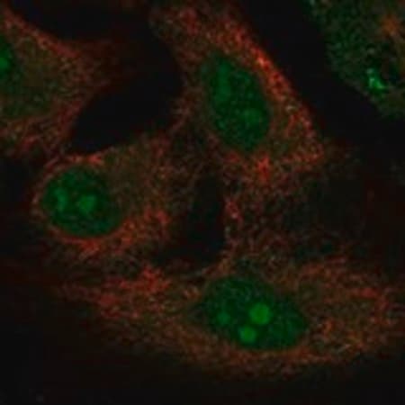 Merck Anti-PRY2 antibody produced in rabbit