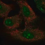 Merck Anti-PRY2 antibody produced in rabbit