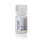 Thermo Fisher Scientific FluoSpheres Amine-Modified Microspheres, 0.2 μm, yellow-green fluorescent (505/515), 2% solids