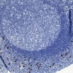 Thermo Fisher Scientific Rabbit anti-Human IgA2 Recombinant Secondary Antibody