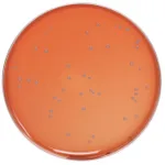 Himedia Nutrient Agar, Granulated