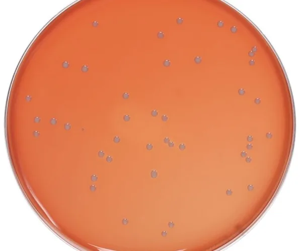 Himedia Nutrient Agar, Granulated