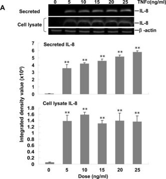 Merck ANTI-BETA-ACTIN ANTIBODY, MOUSE MONO&
