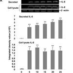 Merck ANTI-BETA-ACTIN ANTIBODY, MOUSE MONO&