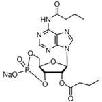 Merck N6,2``-O-DIBUTYRYLADENOSINE 3``:5``-CYCLIC&