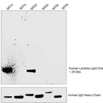 Thermo Fisher Scientific Mouse anti-Human Lambda Light Chain Secondary Antibody