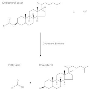 Merck CHOLESTEROL ESTERASE FROM PSEUDOMONAS FL