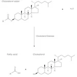 Merck CHOLESTEROL ESTERASE FROM PSEUDOMONAS FL