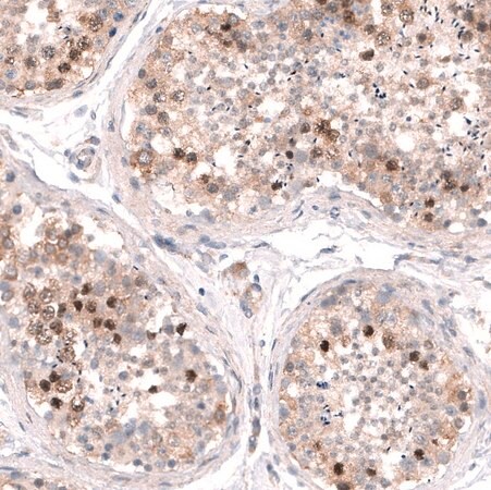 Merck Anti-SHOC2 antibody produced in rabbit