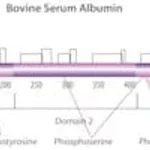 Merck BOVINE SERUM ALBUMIN, LYOPHILIZED POWDE&