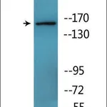 Merck Anti-phospho-Werner Syndrome Helicase (pSer1141) antibody produced in rabbit