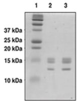 Merck CORE HISTONES(HUMAN)