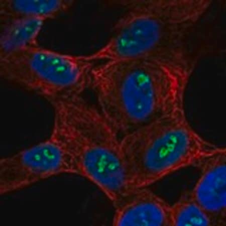 Merck Anti-SH2D7 antibody produced in rabbit
