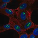 Merck Anti-SH2D7 antibody produced in rabbit