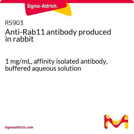 Merck Anti-Rab11 antibody produced in rabbit