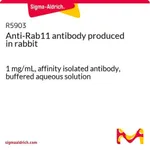 Merck Anti-Rab11 antibody produced in rabbit