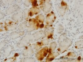 Merck MONOCLONAL ANTI-GHRL