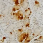 Merck MONOCLONAL ANTI-GHRL