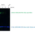 Thermo Fisher Scientific Donkey anti-Sheep IgG (H+L) Cross-Adsorbed Secondary Antibody, Alexa Fluor 680