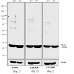 Thermo Fisher Scientific F(ab`)2-Goat anti-Rabbit IgG (H+L) Secondary Antibody, Biotin