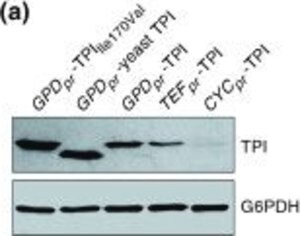 Merck ANTI-GLUCOSE-6-PHOSPHATE DEHYDROGENASE &
