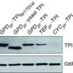 Merck ANTI-GLUCOSE-6-PHOSPHATE DEHYDROGENASE &