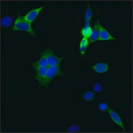 Merck Anti-CRISPR/CAS9 -FITC antibody, Mouse monoclonal
