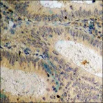 Merck Anti-phospho-Csk (pSer364) antibody produced in rabbit