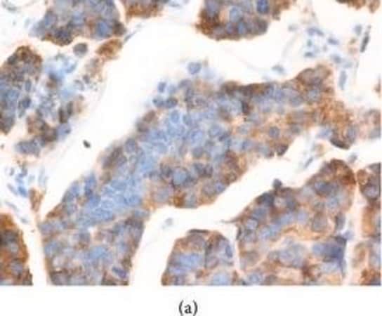 Merck Anti-AGR2 antibody produced in rabbit