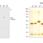 Thermo Fisher Scientific Mouse anti-Human IgG3 (Heavy chain) Secondary Antibody