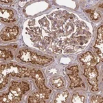Merck Anti-TNS3 antibody produced in rabbit
