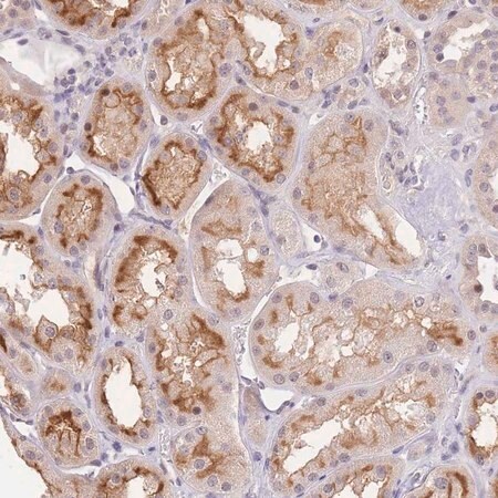 Merck Anti-SLC35F2 antibody produced in rabbit