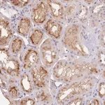 Merck Anti-SLC35F2 antibody produced in rabbit