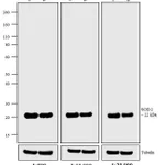 Thermo Fisher Scientific F(ab`)2-Goat anti-Mouse IgG (H+L) Secondary Antibody, Biotin