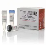 Thermo Fisher Scientific CIAP (Calf Intestinal Alkaline Phosphatase), 20 U/μL