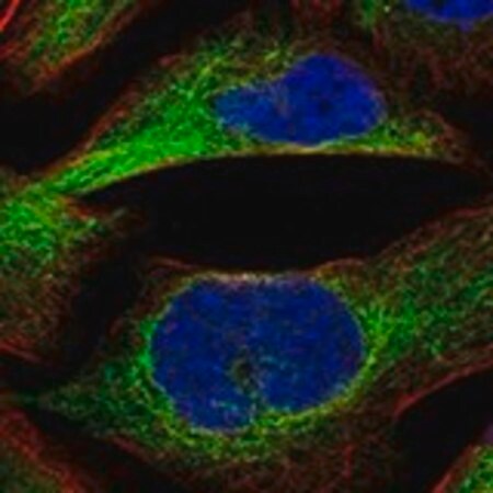 Merck Anti-PRKCE antibody produced in rabbit