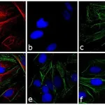 Thermo Fisher Scientific Donkey anti-Rabbit IgG (H+L) Highly Cross-Adsorbed Secondary Antibody, TRITC
