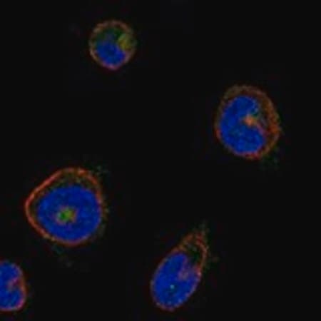 Merck Anti-MPIG6B antibody produced in rabbit