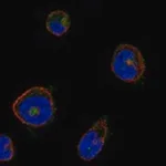 Merck Anti-MPIG6B antibody produced in rabbit