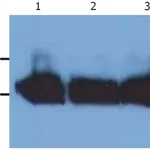 Thermo Fisher Scientific Mouse anti-Human Kappa Light Chain Secondary Antibody