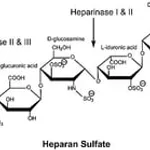 Merck HEPARINASE I FROM FLAVOBACTERIUM&