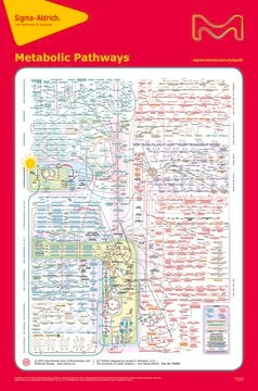 Merck METABOLIC PATHWAYS, 22ND ED. POSTER, 33&