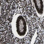 Merck Anti-NPM1 antibody produced in rabbit